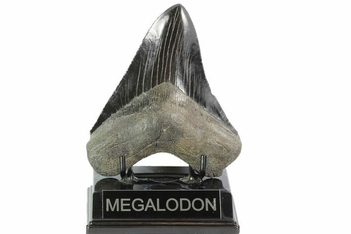 Black, Serrated, Fossil Megalodon Tooth - Georgia #90790